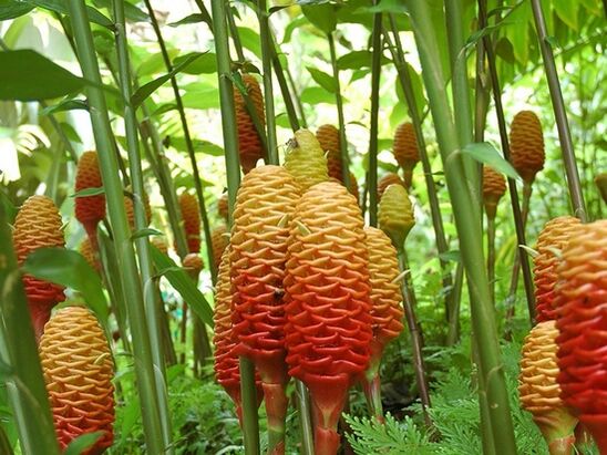 এটি একটি আদা উদ্ভিদ মত দেখায় কি